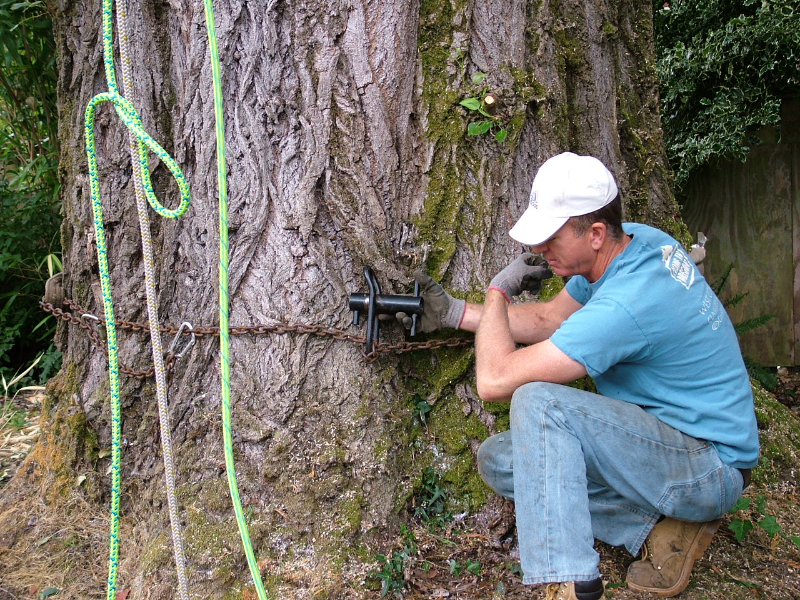 Albright’s Tree Service, Llc photo 3