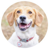All American Pet photo 7
