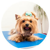 All American Pet photo 6