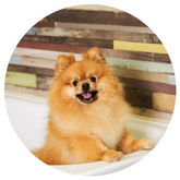 All American Pet photo 10