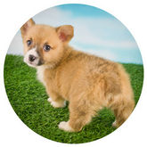 All American Pet photo 8