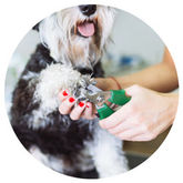 All American Pet photo 5