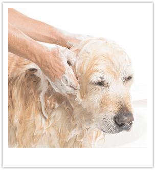All American Pet photo 3