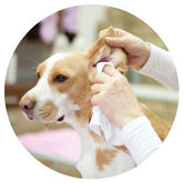 All American Pet photo 9