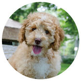 All American Pet photo 11