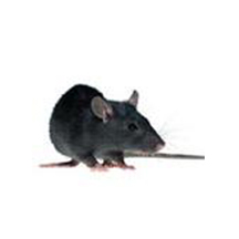 American Pest Management LLC photo 11