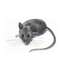 American Pest Management LLC photo 10