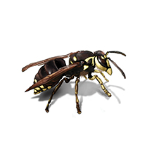 American Pest Management LLC photo 8