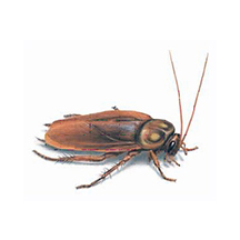 American Pest Management LLC photo 12