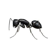 American Pest Management LLC photo 4