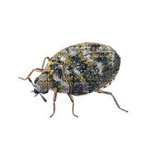 American Pest Management LLC photo 5