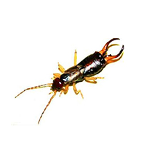 American Pest Management LLC photo 6