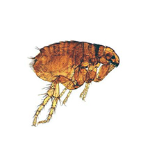 American Pest Management LLC photo 7