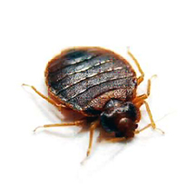 American Pest Management LLC photo 3