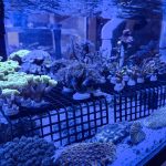 Aquariums Northwest photo 12
