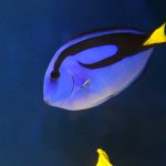 Aquariums Northwest photo 9