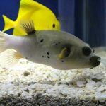 Aquariums Northwest photo 6
