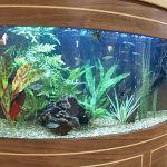 Aquariums Northwest photo 5