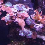 Aquariums Northwest photo 10