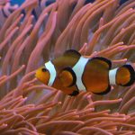 Aquariums Northwest photo 7