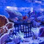 Aquariums Northwest photo 11