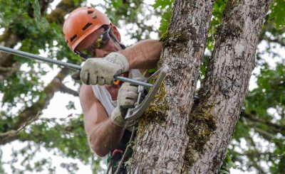 Artistic Arborist LLC photo 10