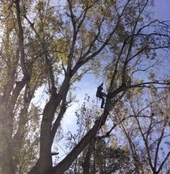 Artistic Arborist LLC photo 8