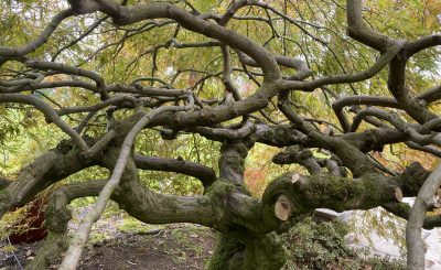 Artistic Arborist LLC photo 4