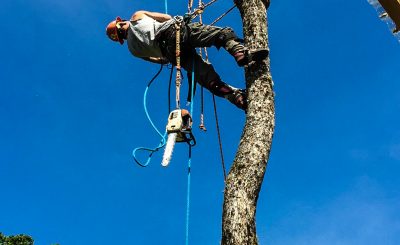 Artistic Arborist LLC photo 9