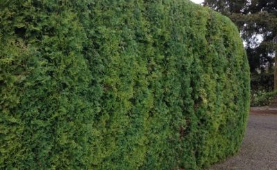 Artistic Arborist LLC photo 12