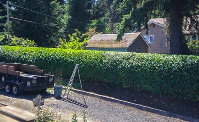 Artistic Arborist LLC photo 6