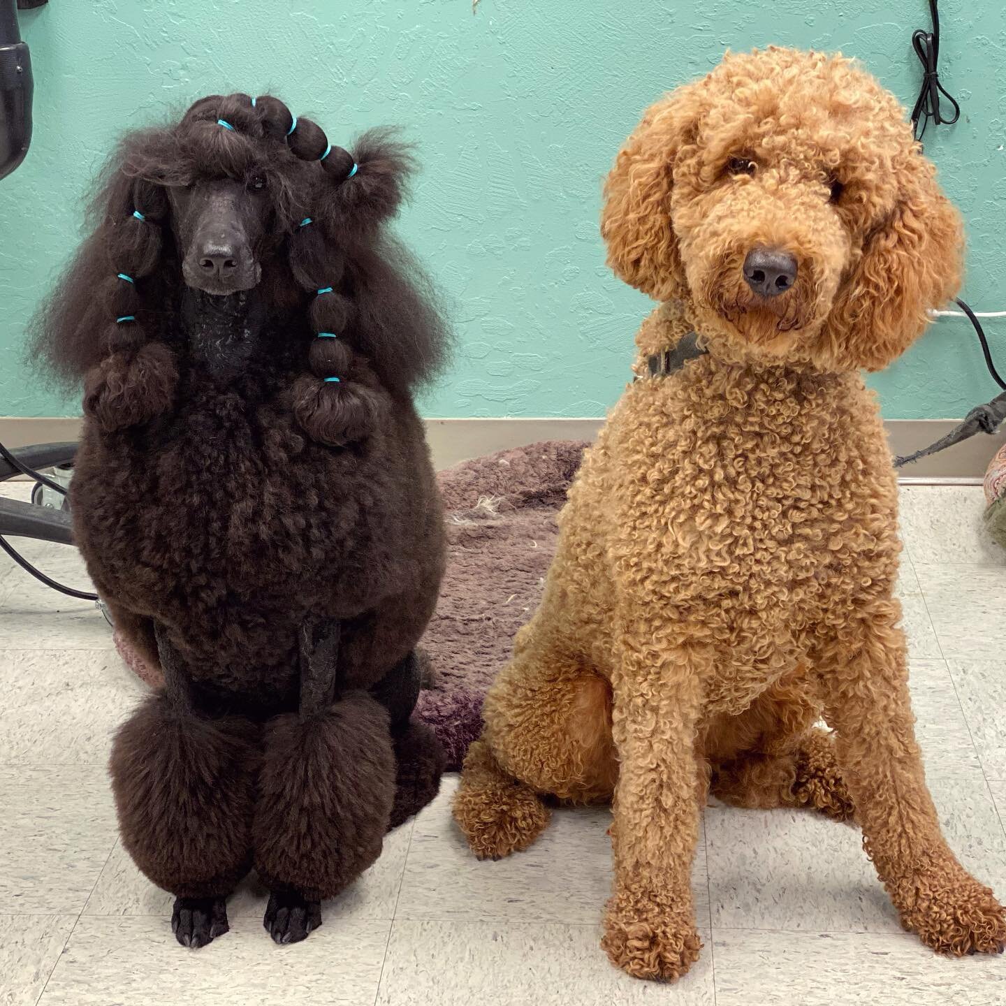 Bailey Hill Grooming photo 4