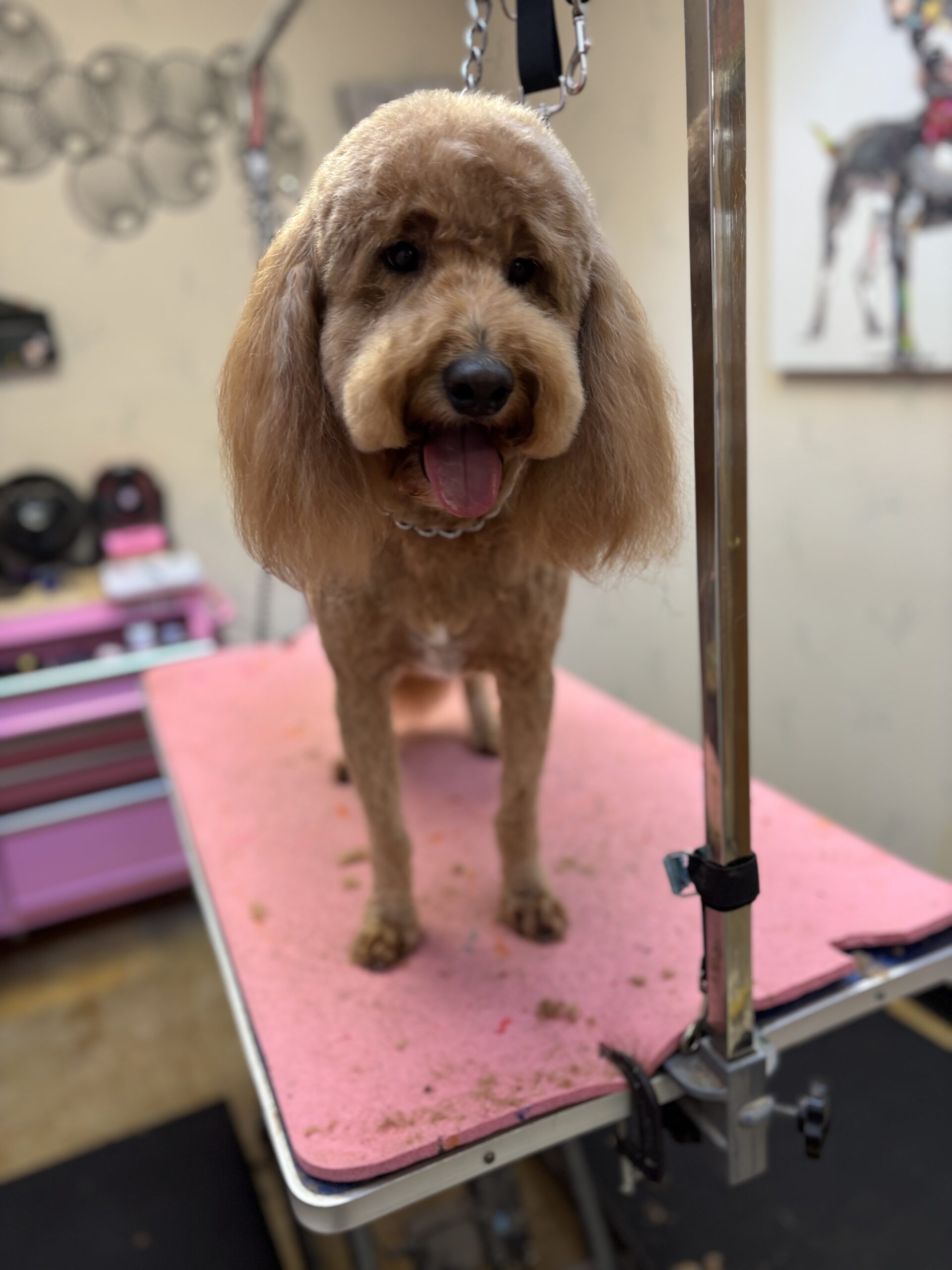 Bare Bones Dog Wash photo 6