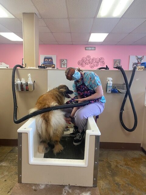 Bare Bones Dog Wash photo 11