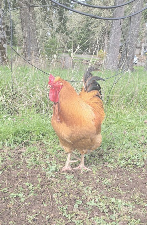 Barn & Home Veterinary Clinic photo 5