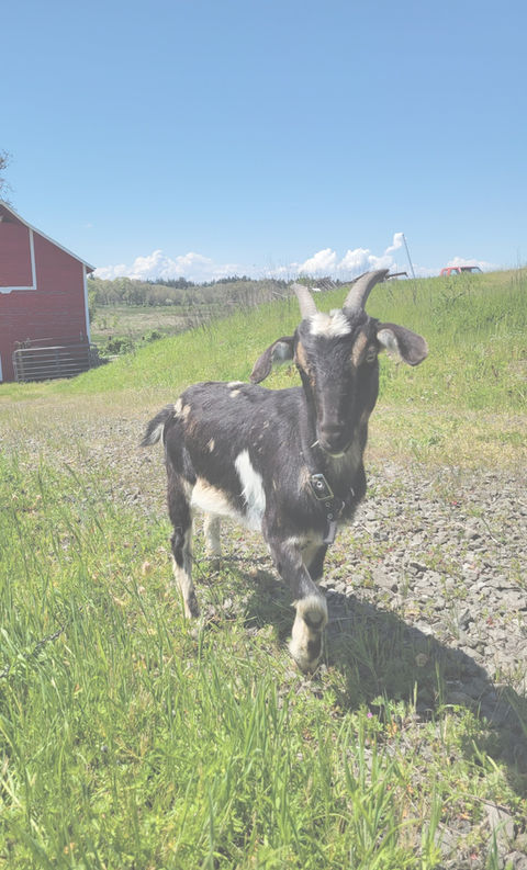 Barn & Home Veterinary Clinic photo 6