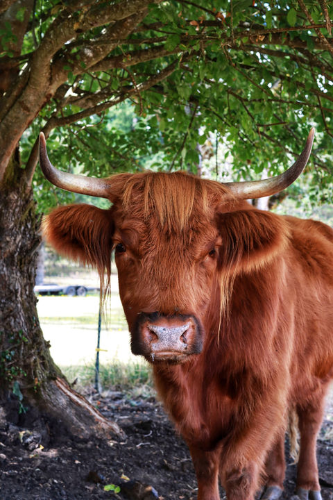 Barn & Home Veterinary Clinic photo 8