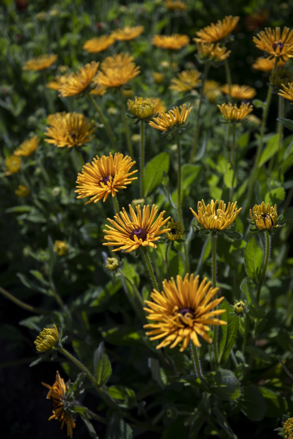 Charles Little & Company, Flower Farm- Seavey Loop Road photo 12