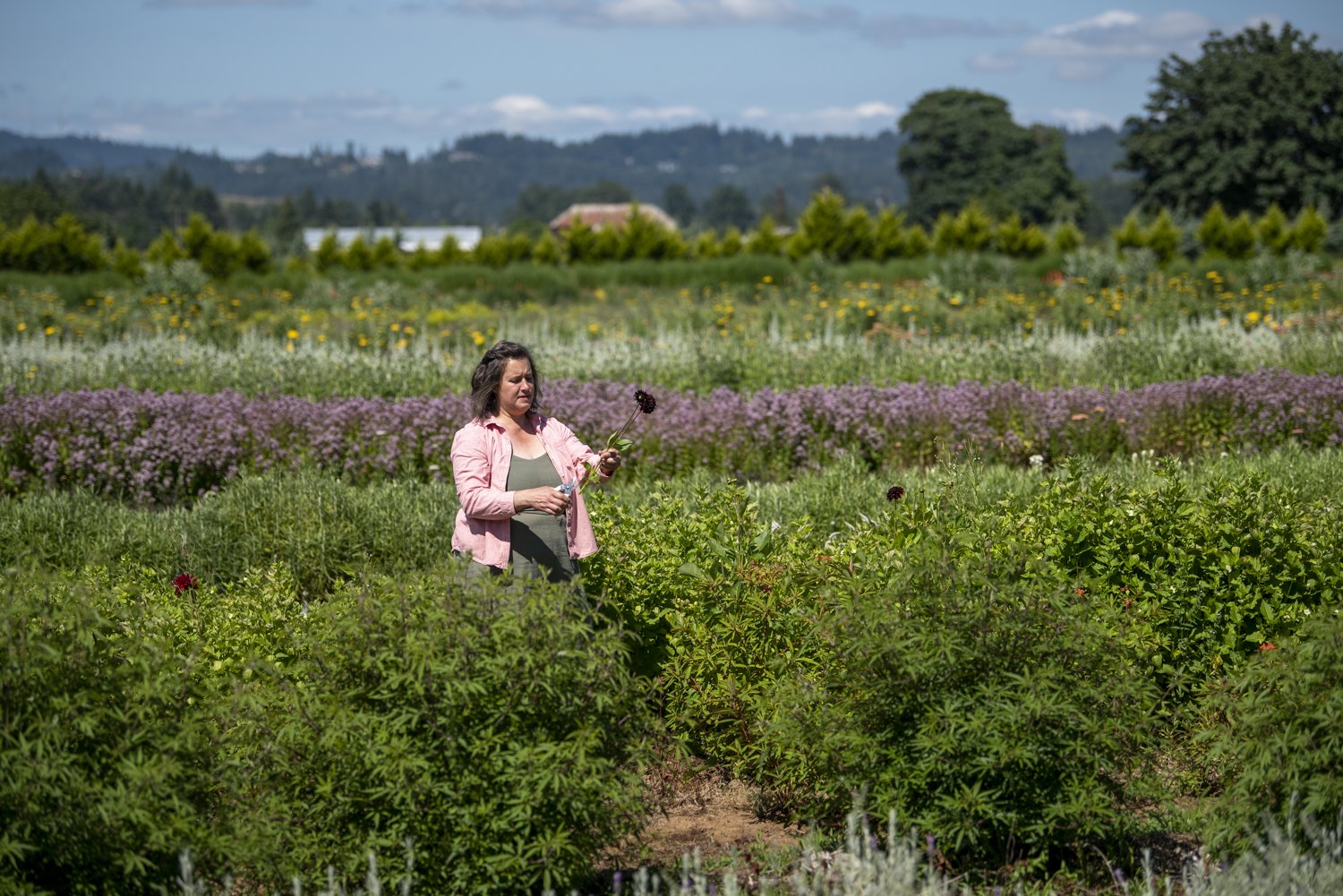 Charles Little & Company, Flower Farm- Seavey Loop Road photo 10