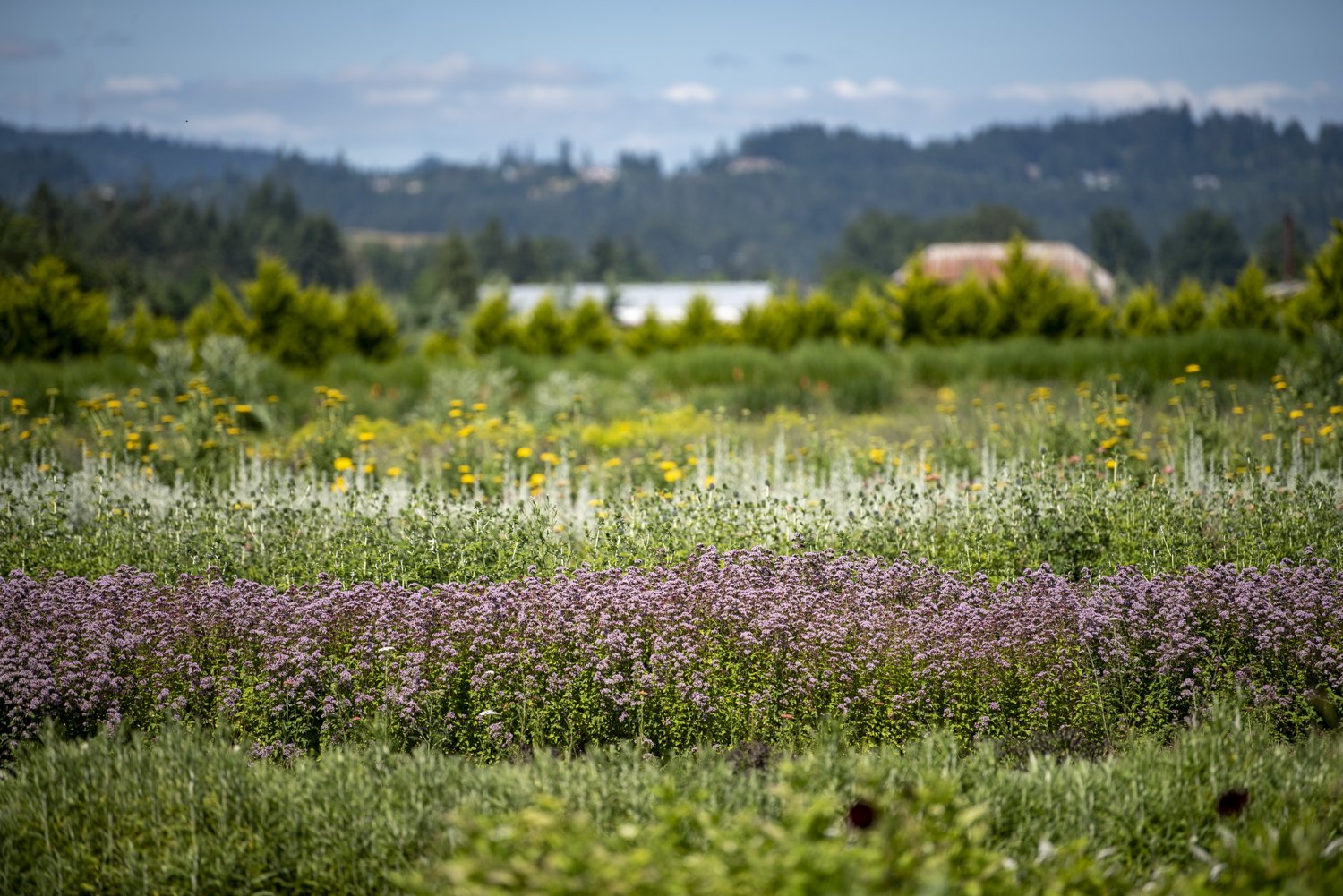 Charles Little & Company, Flower Farm- Seavey Loop Road photo 9
