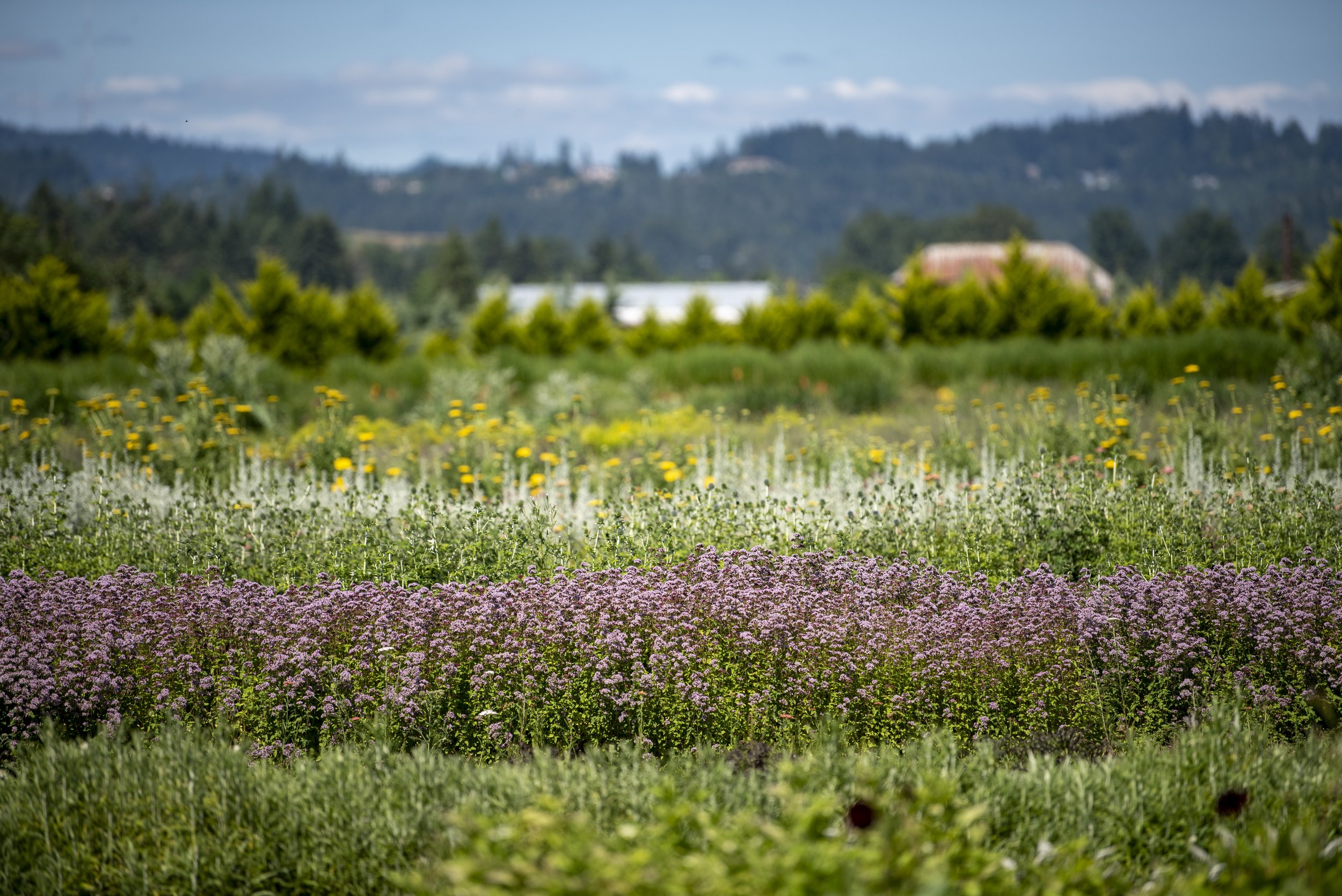 Charles Little & Company, Flower Farm- Seavey Loop Road photo 6