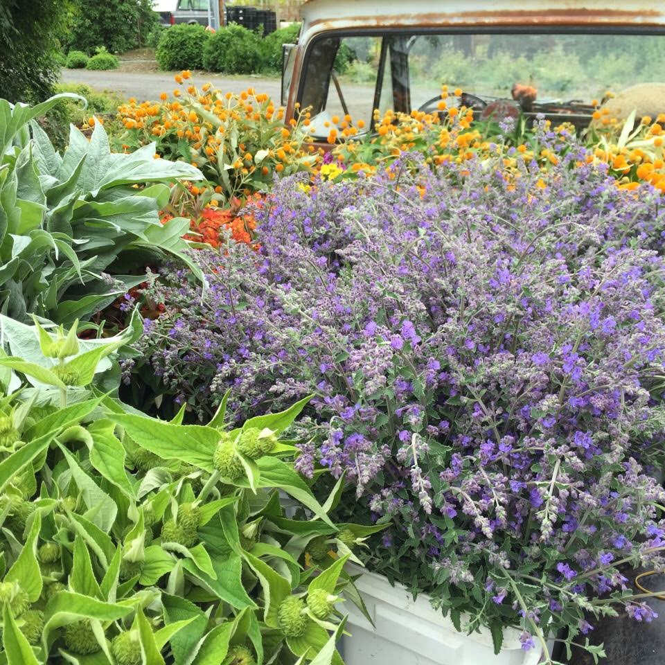 Charles Little & Company, Flower Farm- Seavey Loop Road photo 8