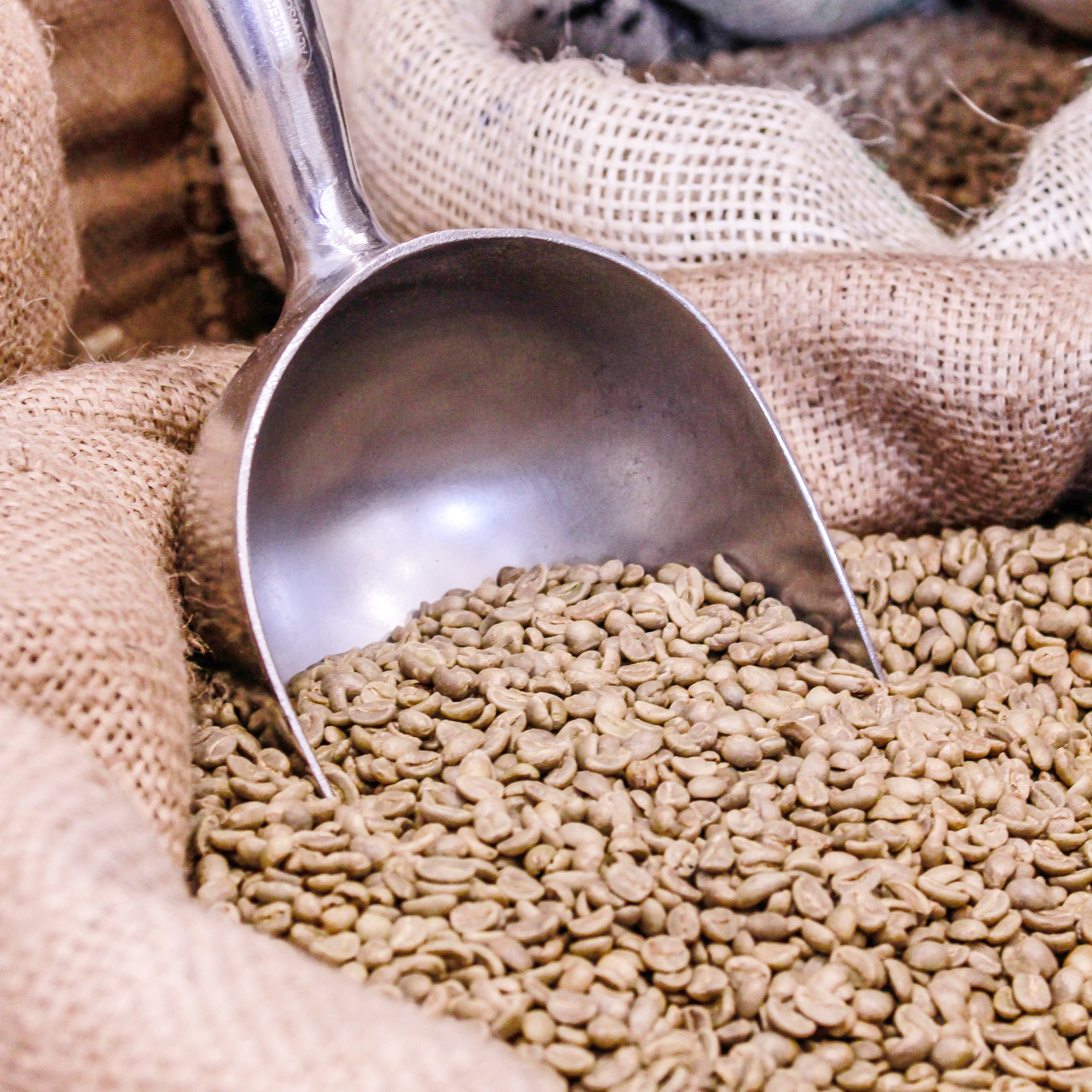 Coffee Plant Roaster photo 10