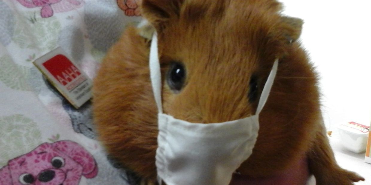 Creswell Veterinary Hospital photo
