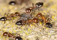 Emerald Pest Services LLC photo 5