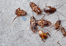 Emerald Pest Services LLC photo 4