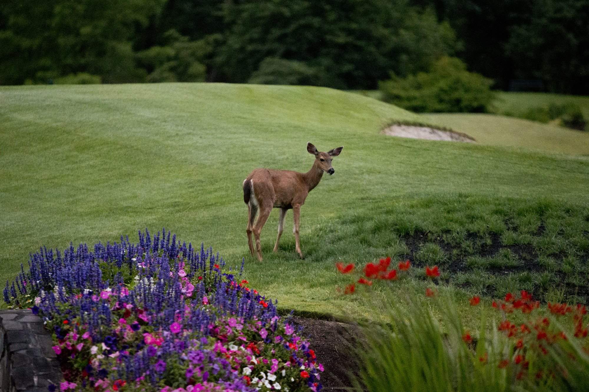 Eugene Country Club photo 11