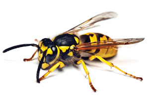 Fisher Pest Management, Inc. photo 6