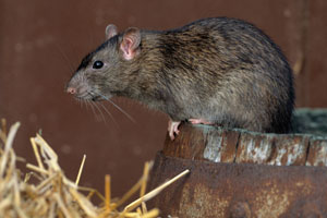 Fisher Pest Management, Inc. photo 5