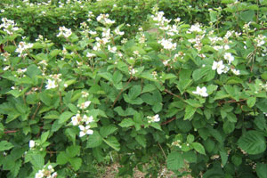 Fisher Pest Management, Inc. photo 8